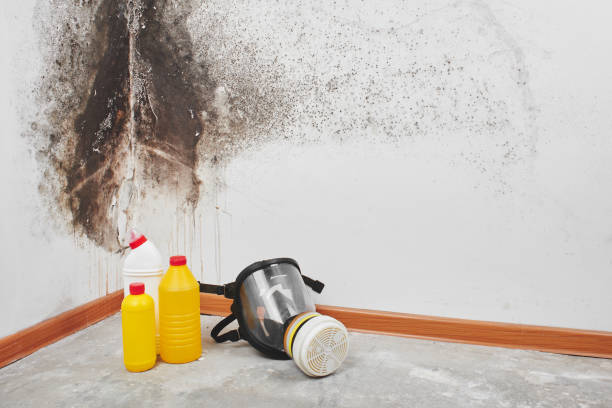 Best Commercial Mold Removal  in Derby, CT