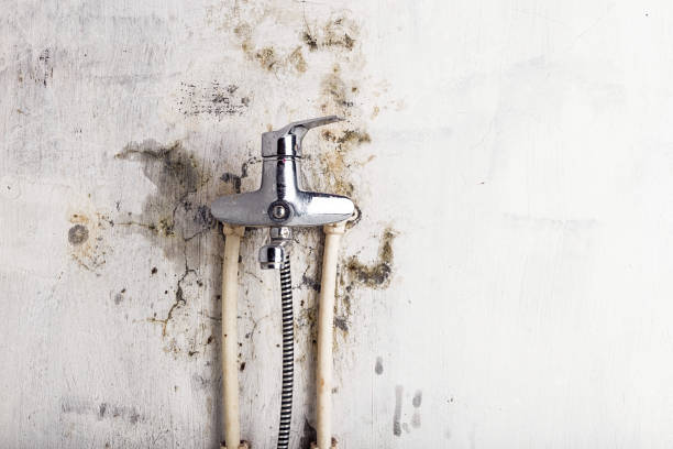 Best Residential Mold Removal  in Derby, CT