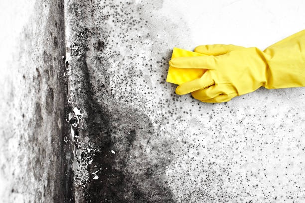 Attic Mold Removal in Derby, CT