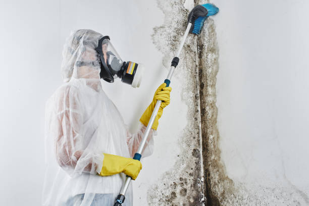 Best Attic Mold Removal  in Derby, CT