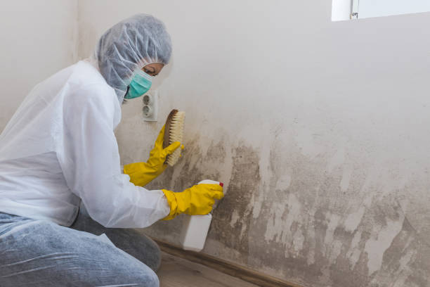 Reliable Derby, CT Mold Removal Solutions