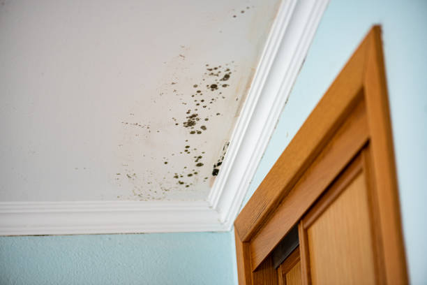 Best Fast Mold Removal  in Derby, CT