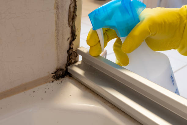Best Home Mold Removal  in Derby, CT
