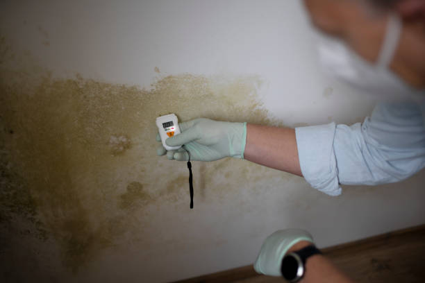 Home Mold Removal in Derby, CT