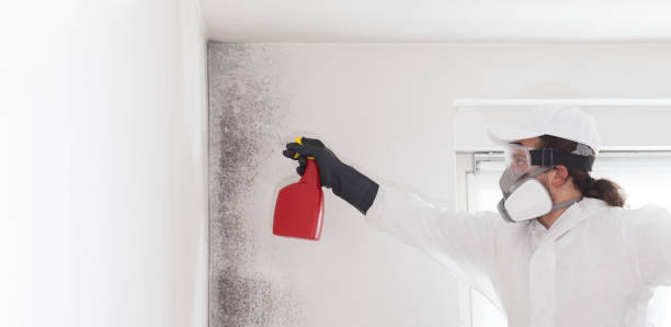 Best Mold Testing  in Derby, CT