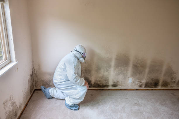 Best Office Mold Removal Services  in Derby, CT