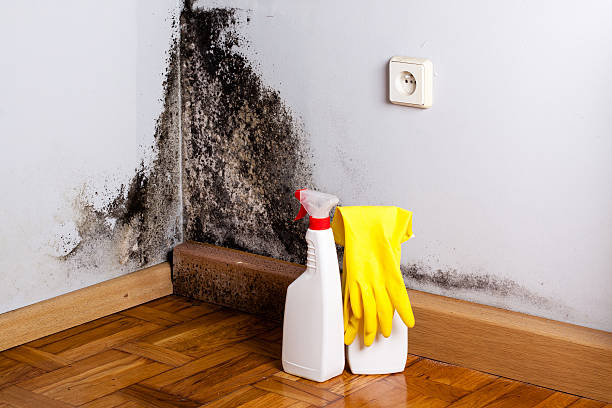 Best Attic Mold Removal  in Derby, CT