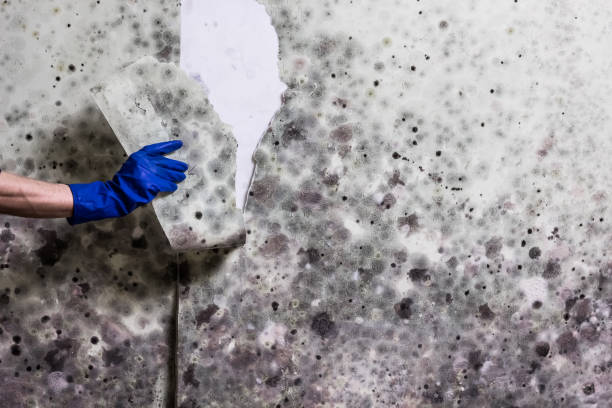 Best Same-Day Mold Removal  in Derby, CT