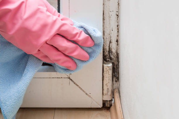 Best Mold Remediation  in Derby, CT