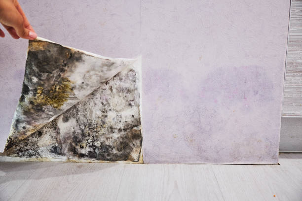 Trusted Derby, CT Mold Removal Experts